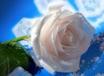 Соберите пазл онлайн - белая роза
